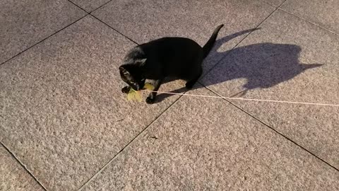 20240417 080558 Tux Playing with Flying Bug Toy