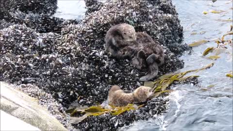 Chartreuse and Her Pup on the Rocks