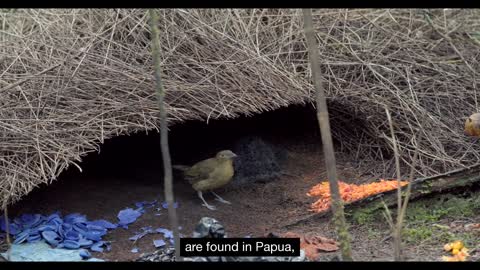 Tanah Papua: A Paradise for Birds