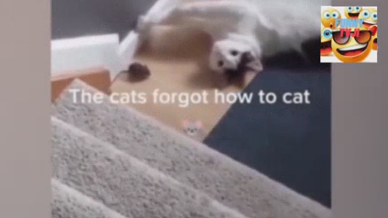 Funniest video