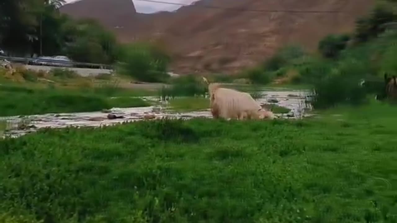 Oman Sumail alfeeha after raining