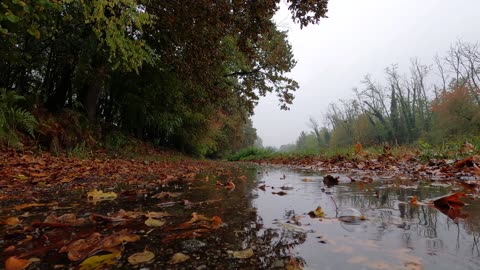 Calm Rainy Day Nostalgic Mourning Dove | White Noise