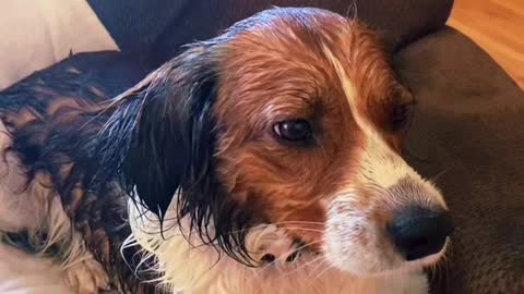 Wet Dog