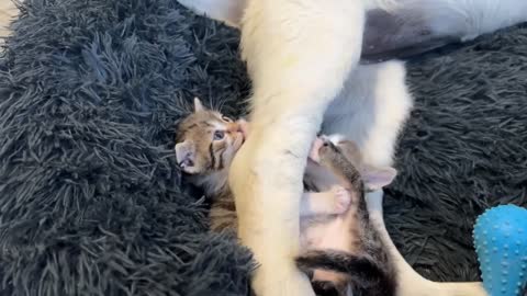 Tiny Kitten and Golden Retriever Puppy Cutest Friends