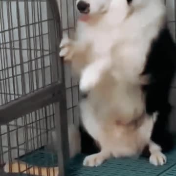 Dog funny 😅 fighting video 2024