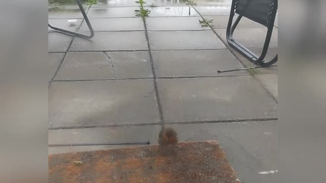 Little robin came to visit us on a rainy day