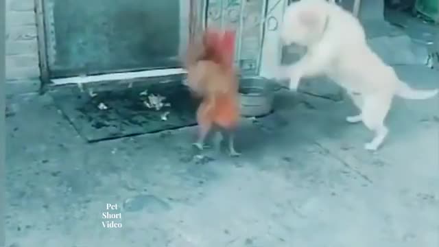 Chicken vs dog fight