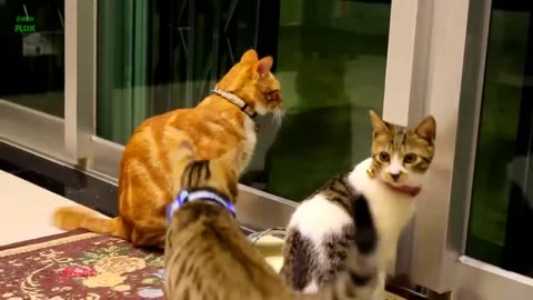 Funny cute and little cats !!!