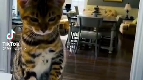 Best Funniest Animals Videos of 2022🤣 #shorts #funny #cats