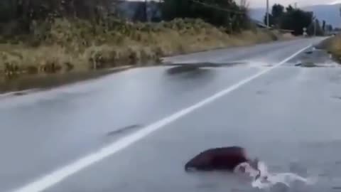 This is a beautiful and charming water-dwelling species