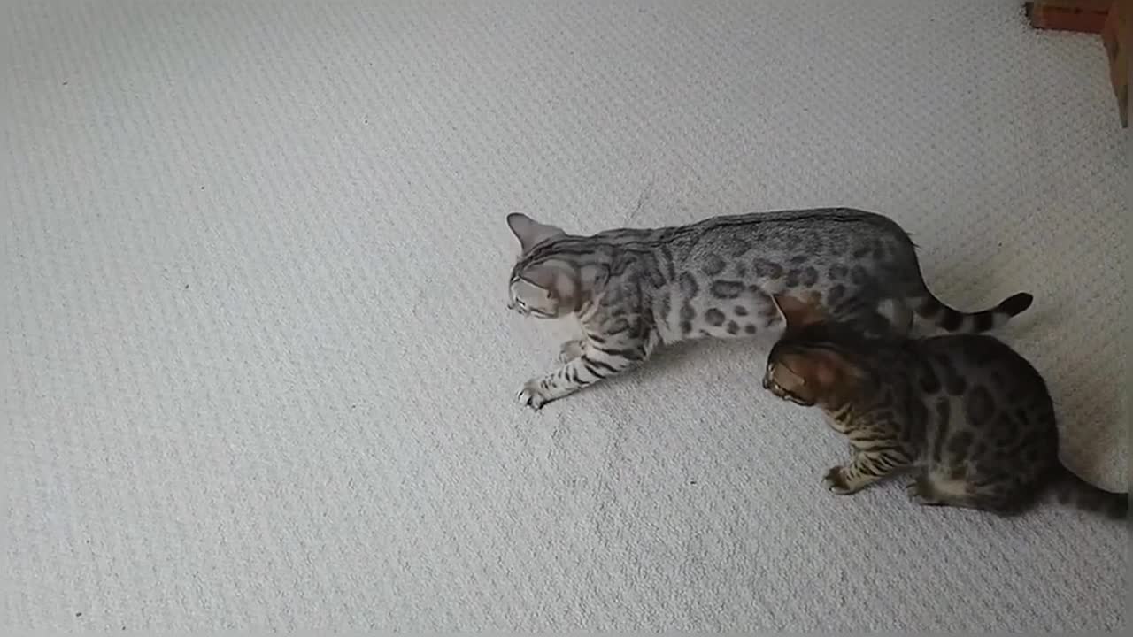 Bengal Kittens Play With Bubbles