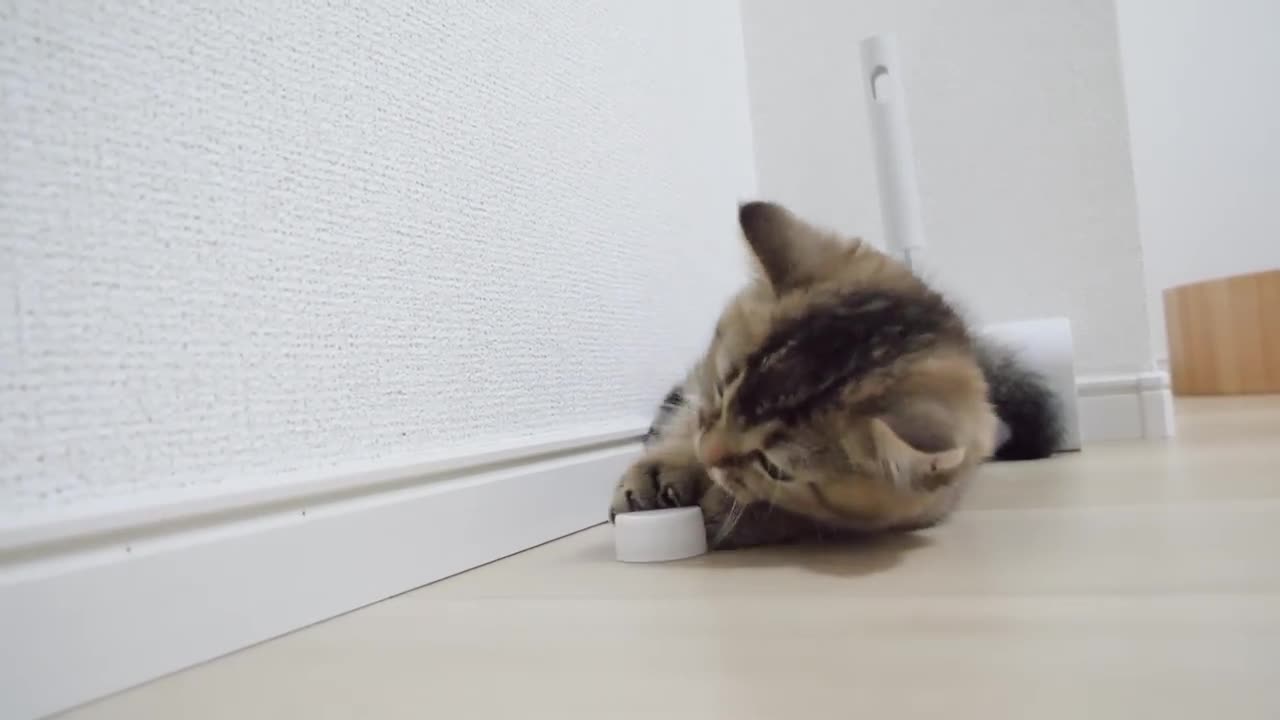 Kitten Kiki vs PET bottle cap