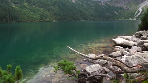 Green Nature Water Videos with Stone near water