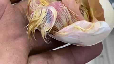 New Baby Videos