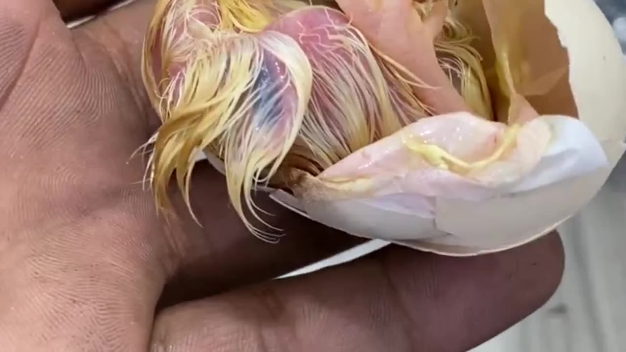 New Baby Videos