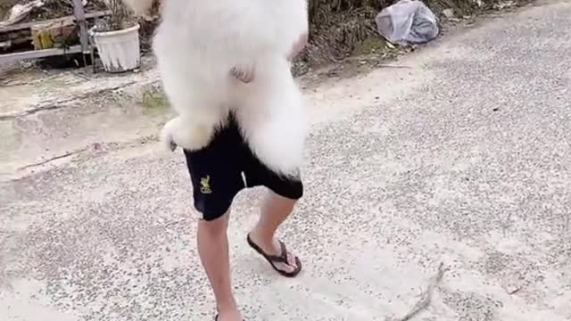 giant dog