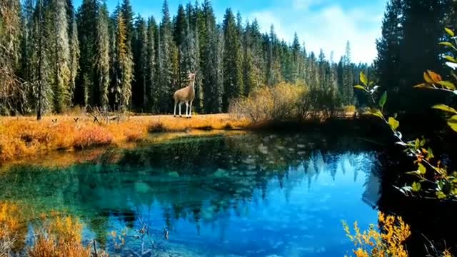 Relaxing, Calm, Stress Relief Music # 77