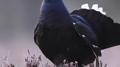 Two black cocks