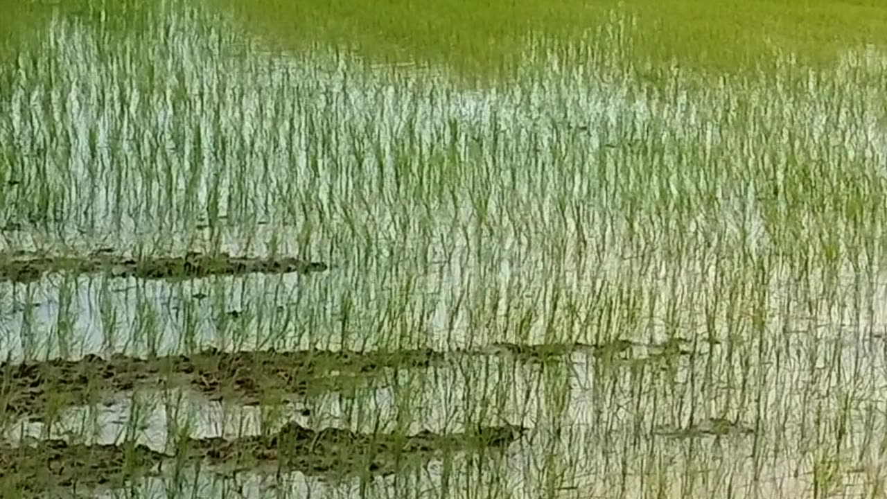 Khet khaliyan- tha agriculture of rice