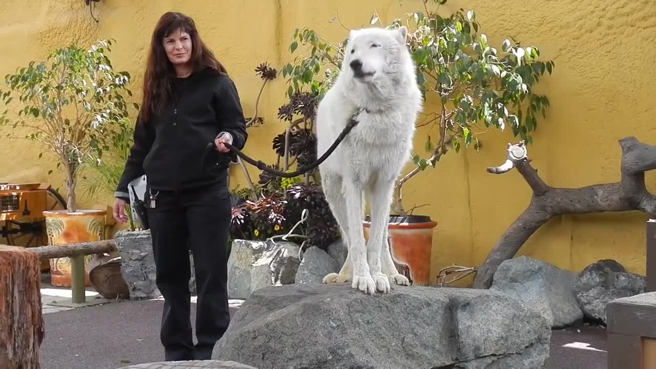 San Diego Zoo - White Arctic Wolf Howling