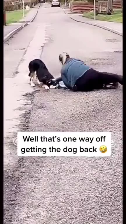 Here's an idea on how to get the dog back??
