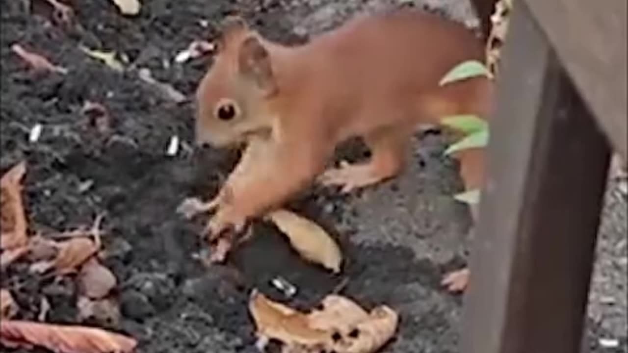 squirrel hides prey