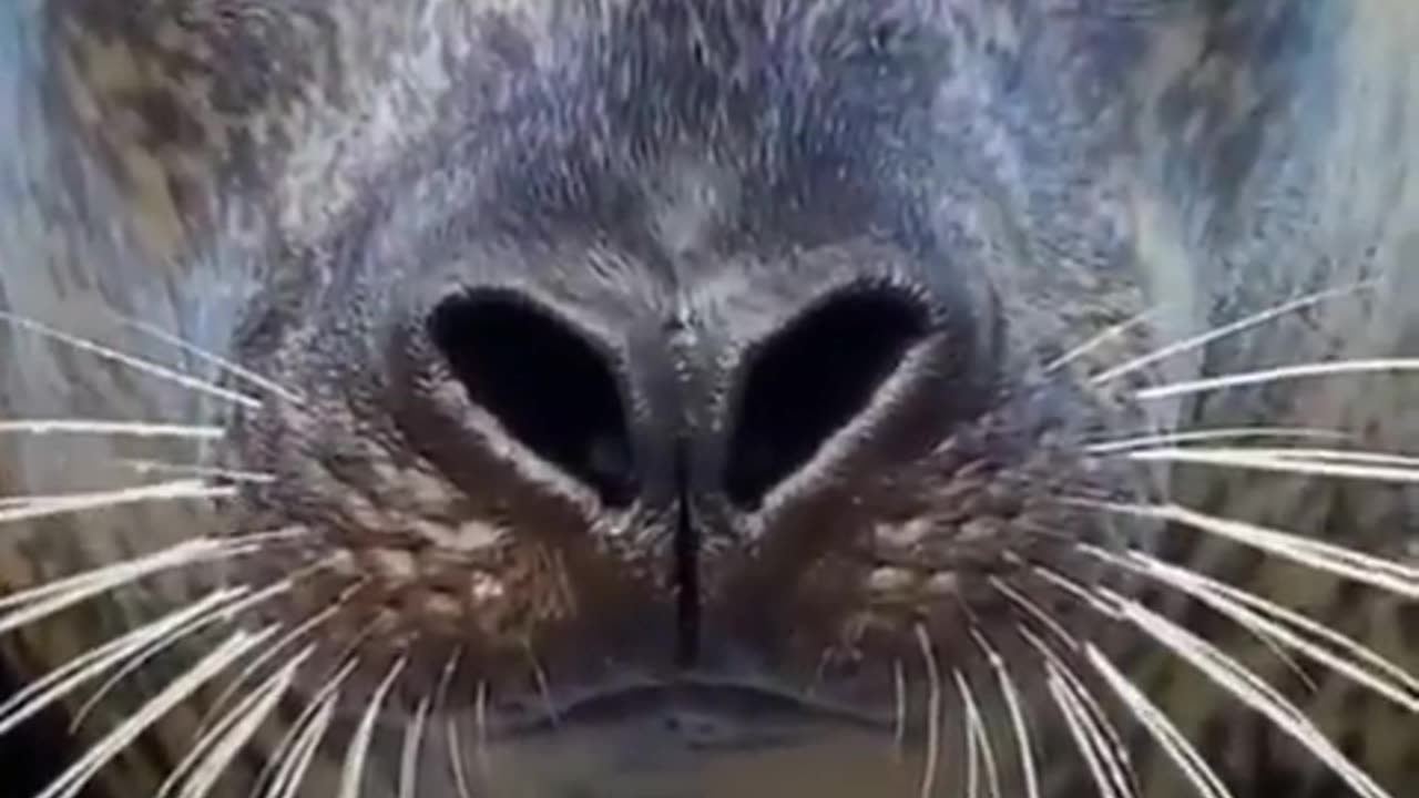 Seal Spectacle: Capturing the Charms of a Playful Ocean Acrobat!