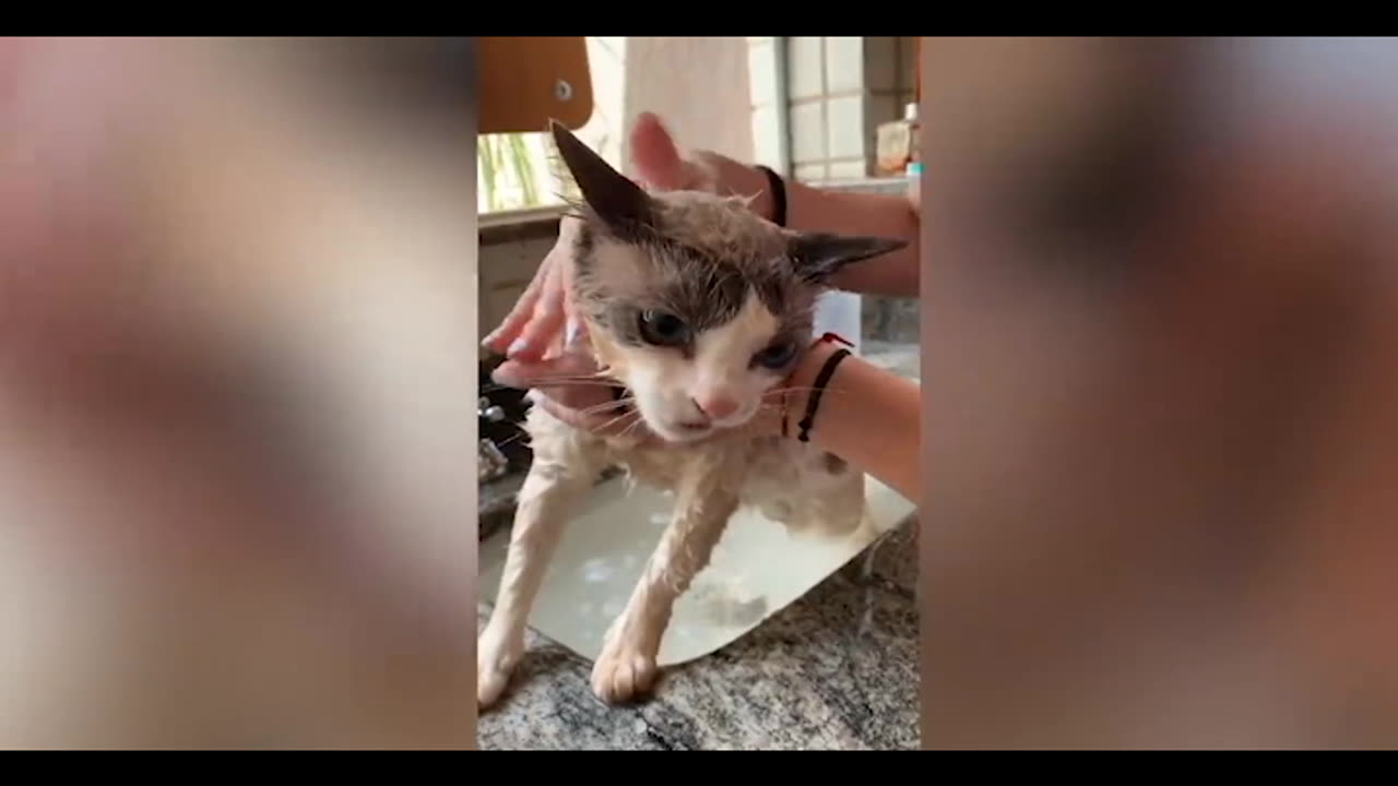 FUNNY CAT TALKING WHILE BATHING