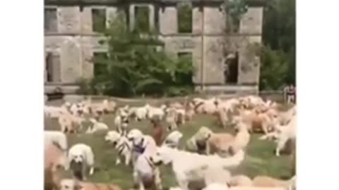 Cute Dogs video