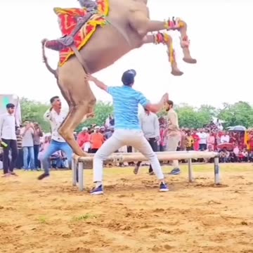 Dancing camel amazing