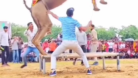 Dancing camel amazing