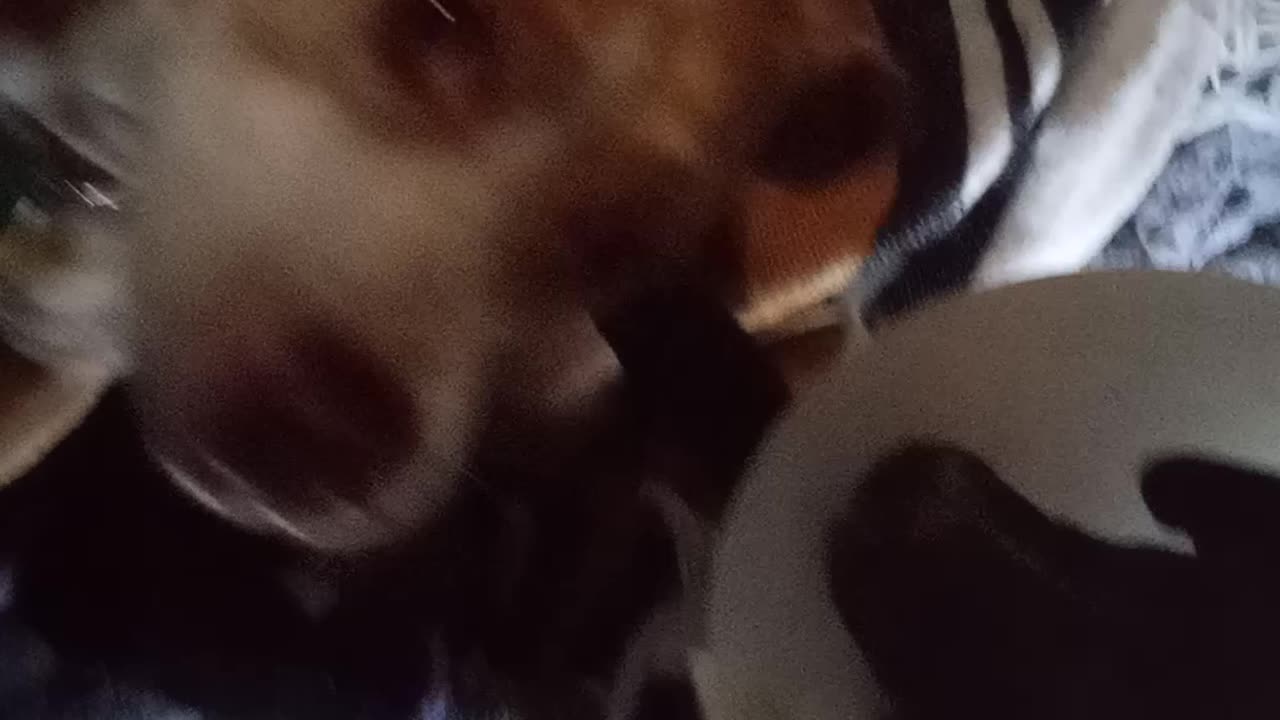 Morning romp