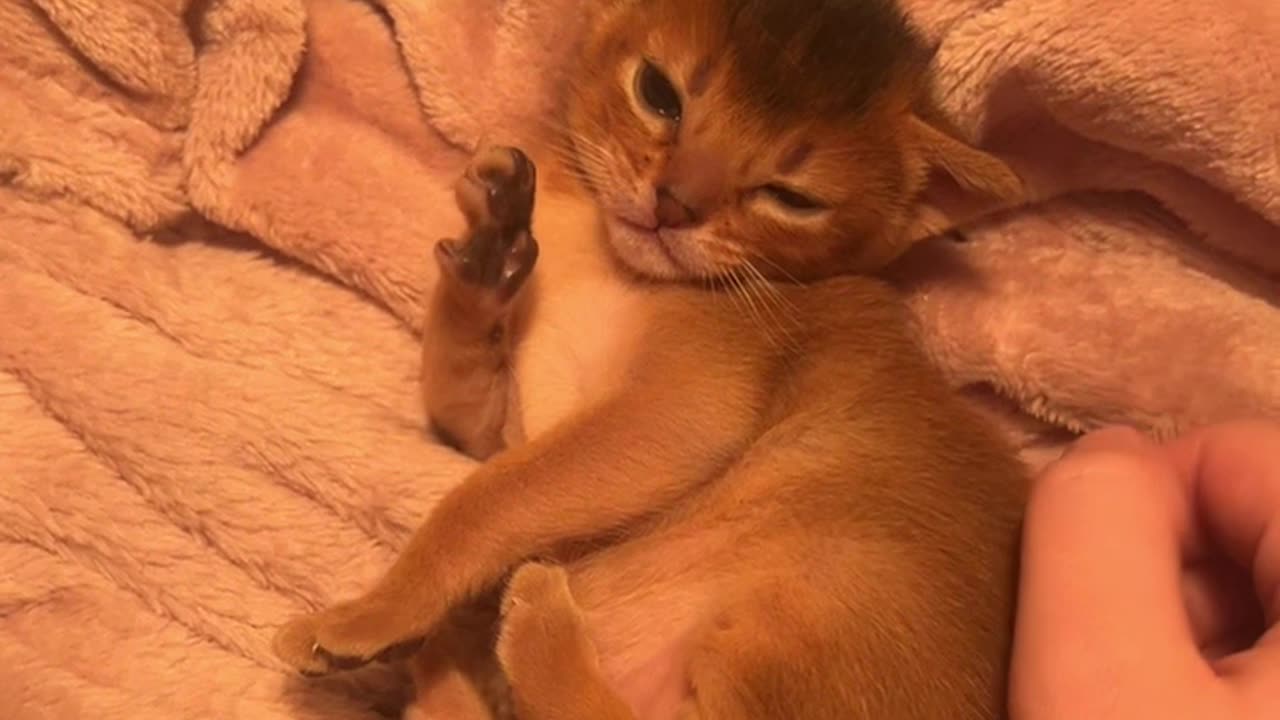 baby cat abyssinian 14 days