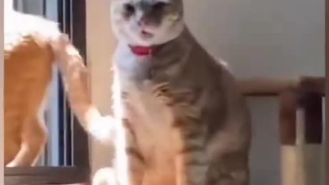 Cat funny video 🐈😂😱