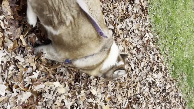 Huskies Kendall and Indy play in the leaves