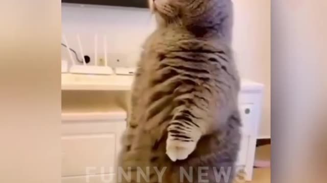 Funny cat video #Short #puppy #firstshortvideo