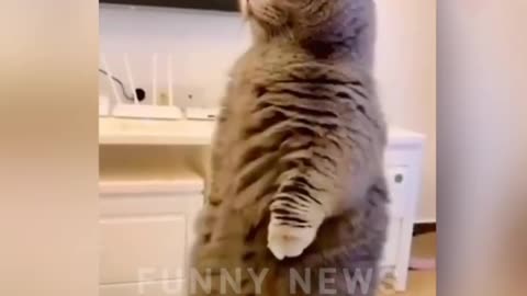 Funny cat video #Short #puppy #firstshortvideo