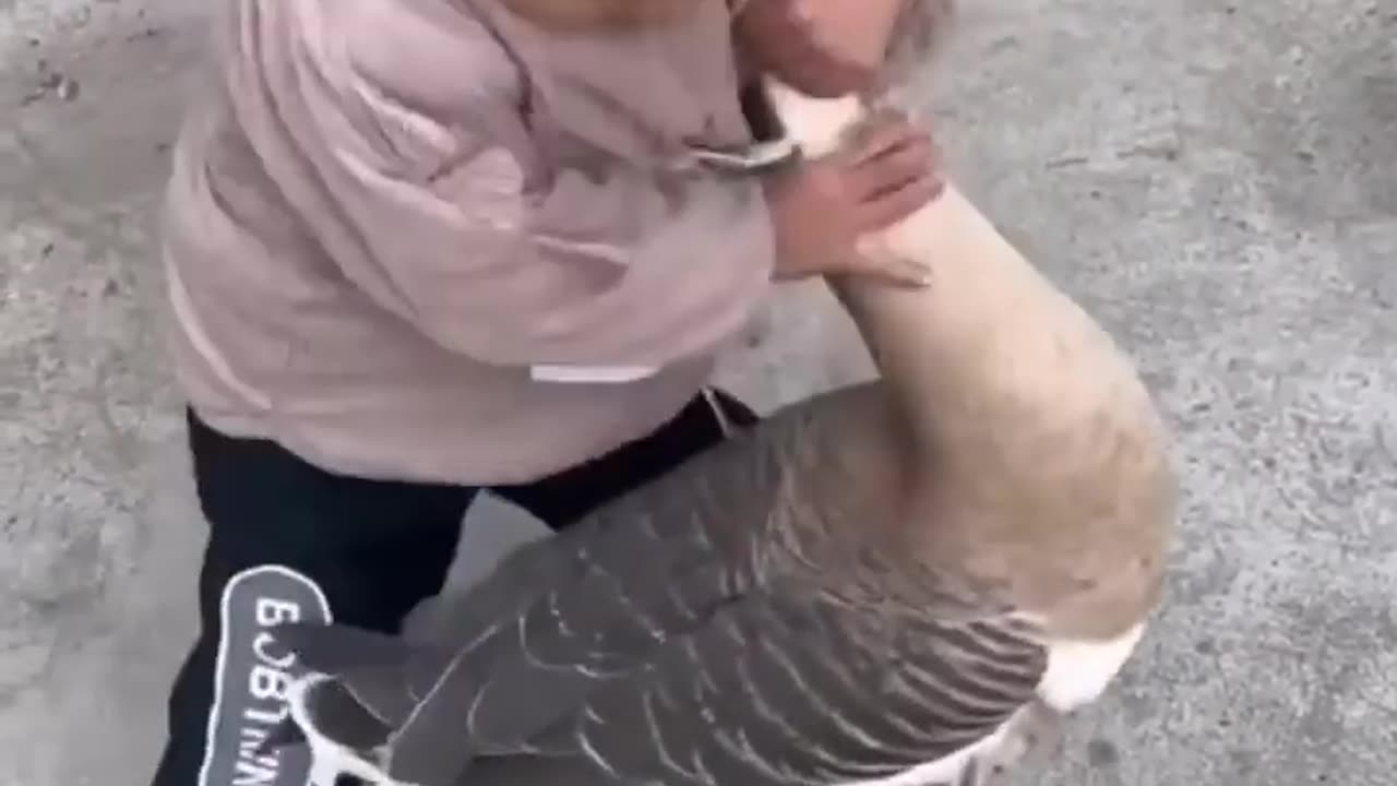 Cute kid fights a big goose