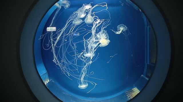 Jellyfish Swimming Inside the Aquarium