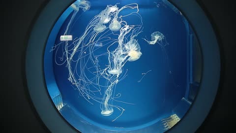 Jellyfish Swimming Inside the Aquarium