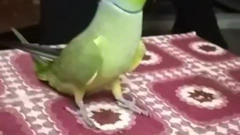 Funny parrot