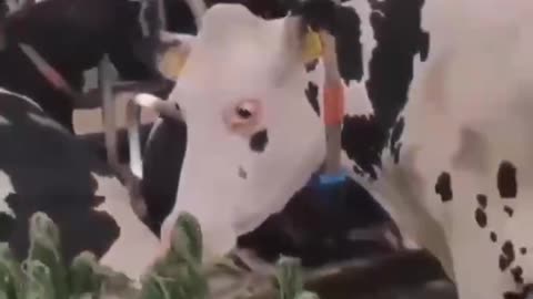 cows getting off tap