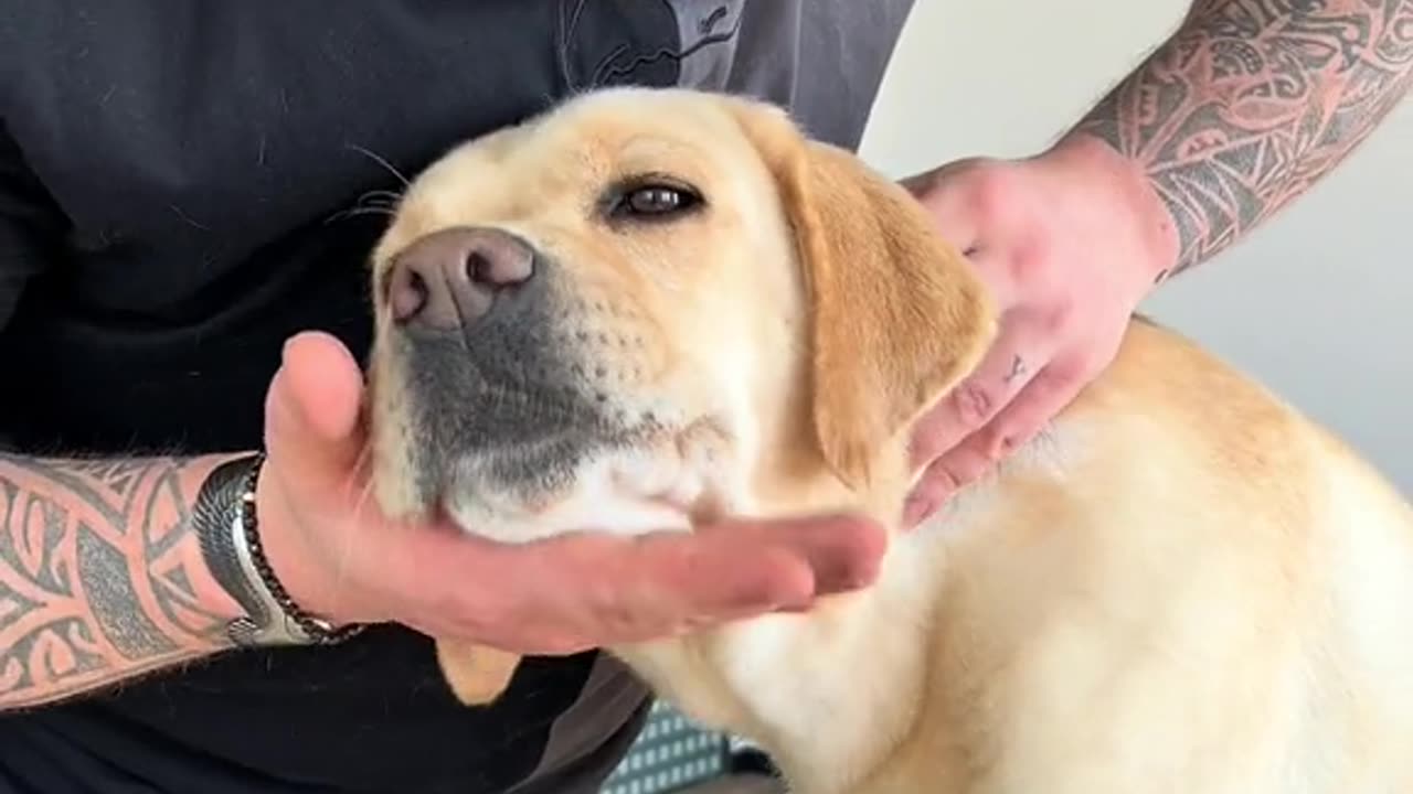 Cute Dogs Chiropractor ❤️😢🥰😍 3