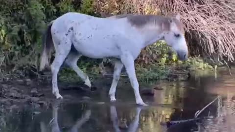 Wild Horses of Arizona Where can you see them?