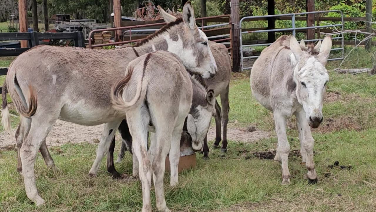 Donkey Field Donkeys Love Attention Farming Life p3