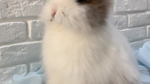 A young Rabbit Eating an Indoor Plant