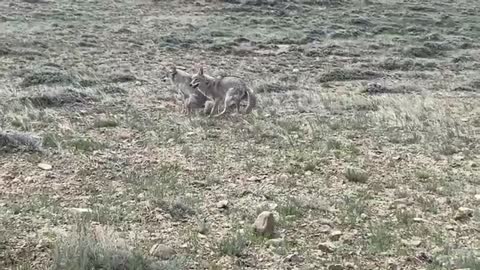 german shepherd & fox real fighting ## on the ground