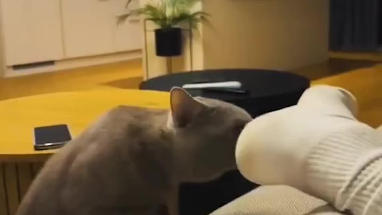 Funny cats