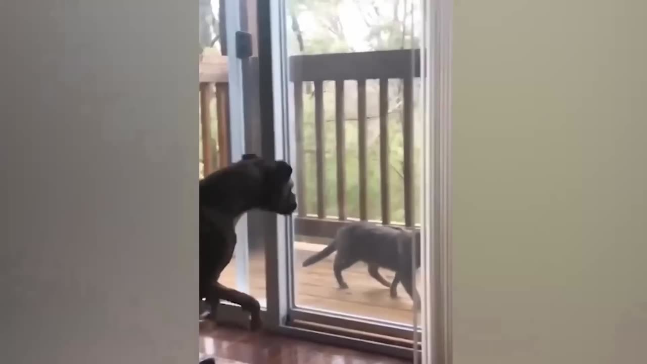 Funny cats 2024 | Funny animal videos | Funny dogs and cats videos 2024 | try not to laugh | cat tv