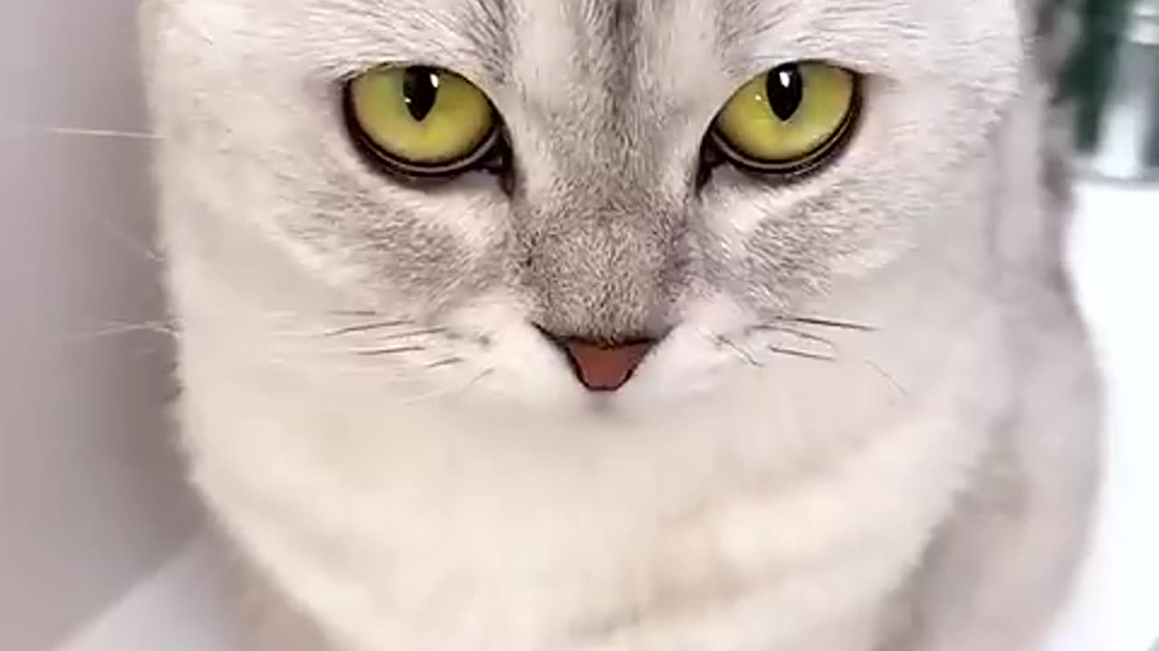 Cats… #cat #cat #cute #kitten #pets #meow #videos #shorts #dog